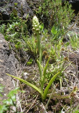 Pterygodium dracomontanum leaves